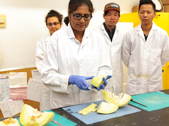 UArizona researcher slices cantalope melons in the lab