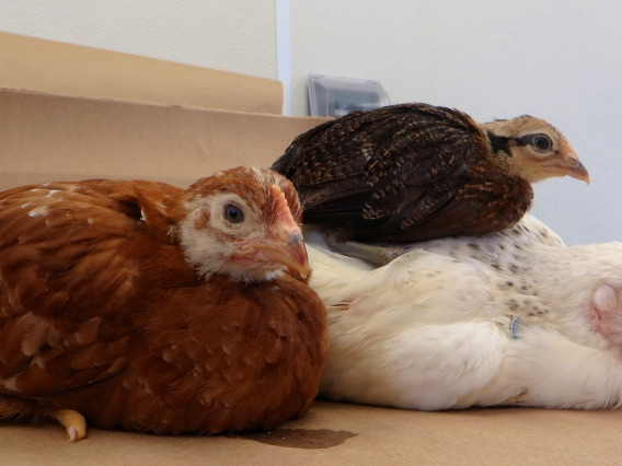A red chicken, white chicken and brown chick sit on a lab bench